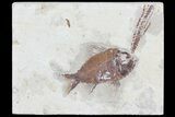 Pseudoberyx Fossil Fish (Rare Species) - Lebanon #70144-1